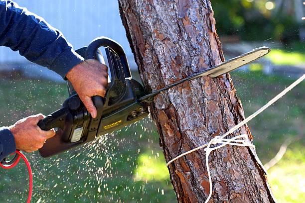 How Our Tree Care Process Works  in  Hoopa, CA