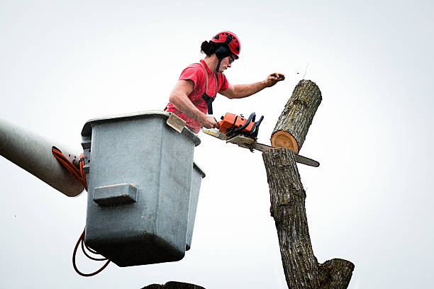 Trusted Hoopa, CA Tree Care Experts